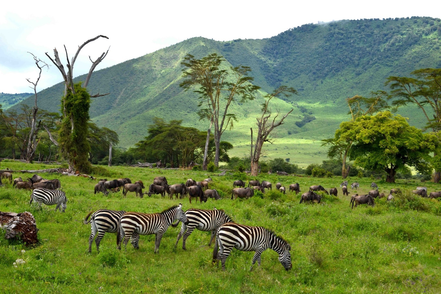 Lerai Forest