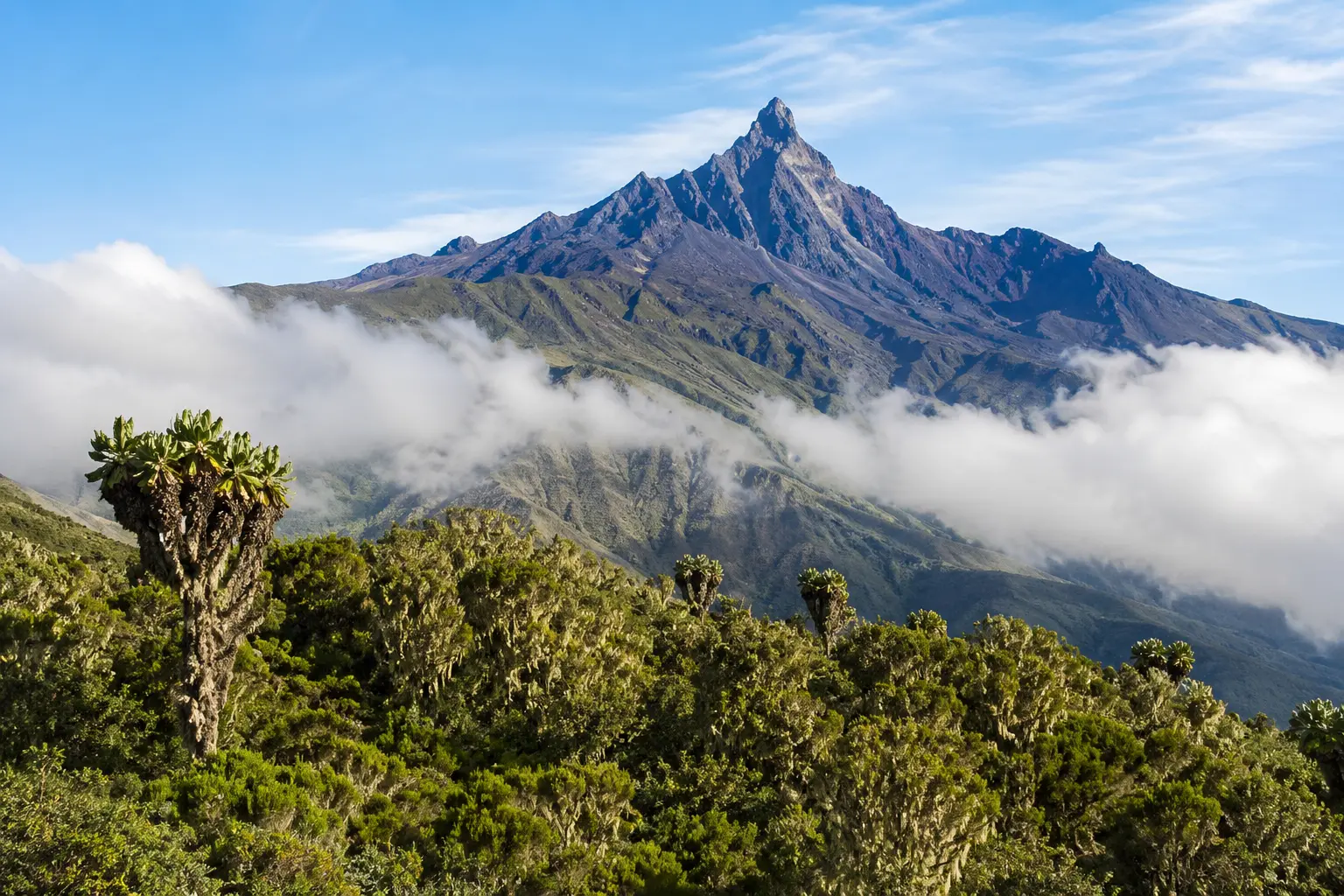 Montane Rainforest